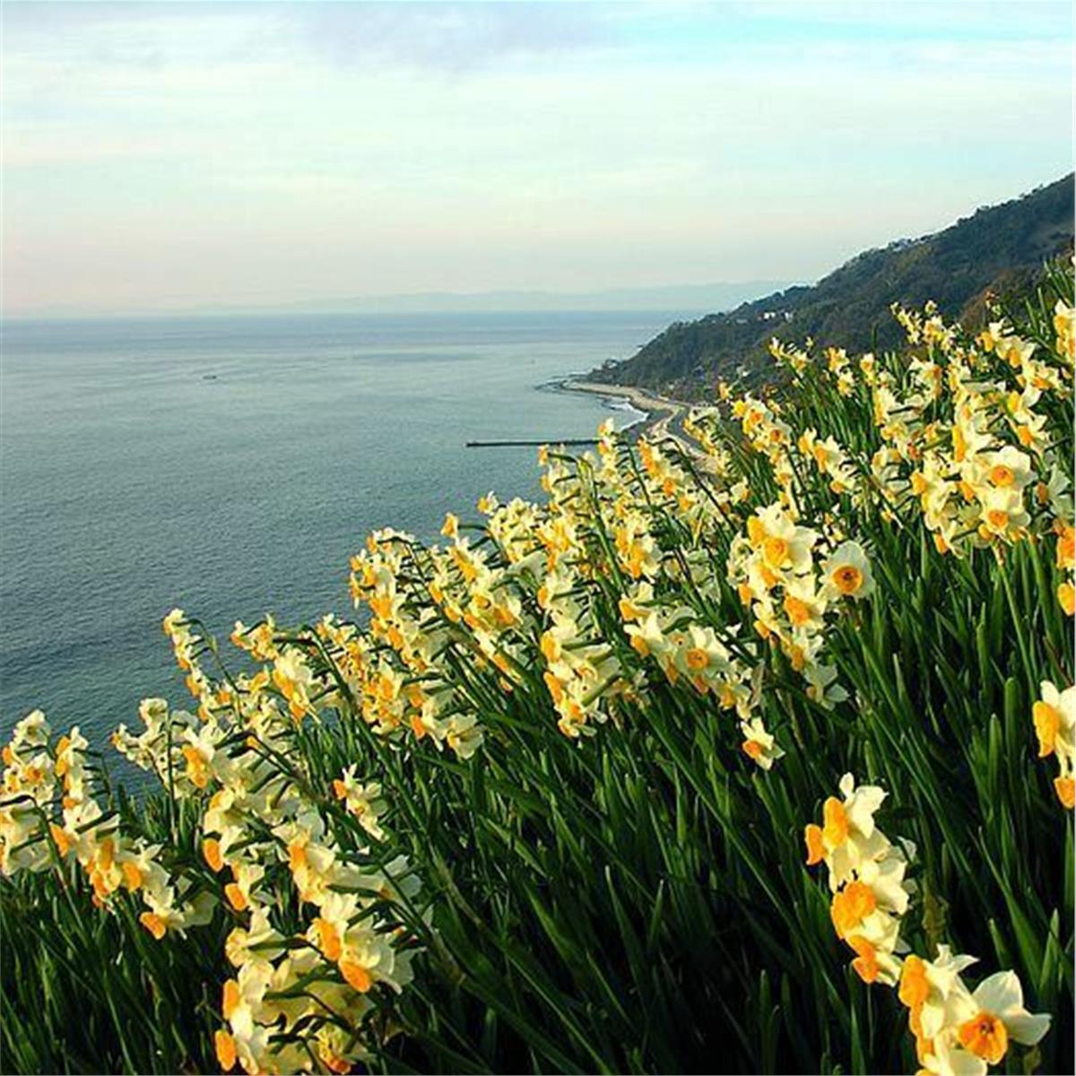 KARABURUN NERGİS ÇİÇEĞİ FESTİVALİ 